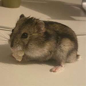 Meet your Posher, Angel